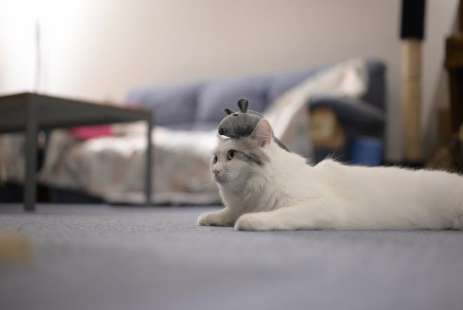 【まじめなコラム】木造の「快適性」について。